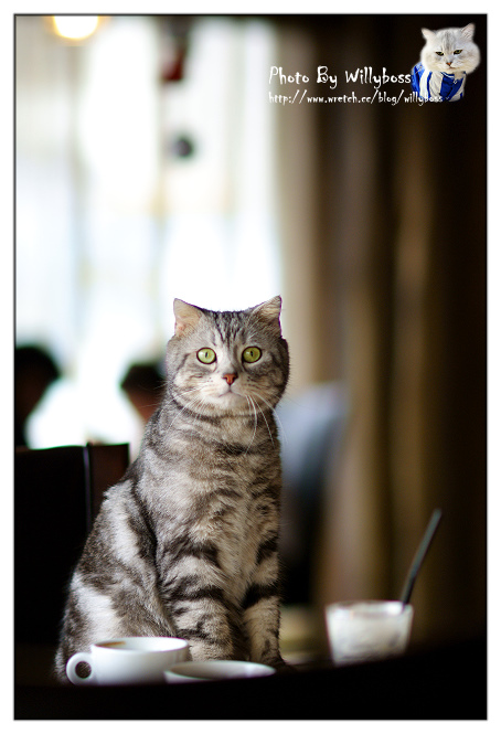 2010.3.7 貓貓攝影練習 in 突點咖啡 @威利博斯的白金殿堂