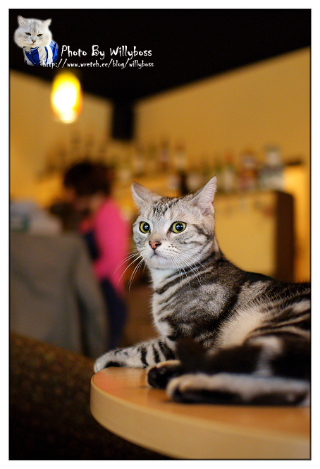 2010.3.7 貓貓攝影練習 in 突點咖啡 @威利博斯的白金殿堂